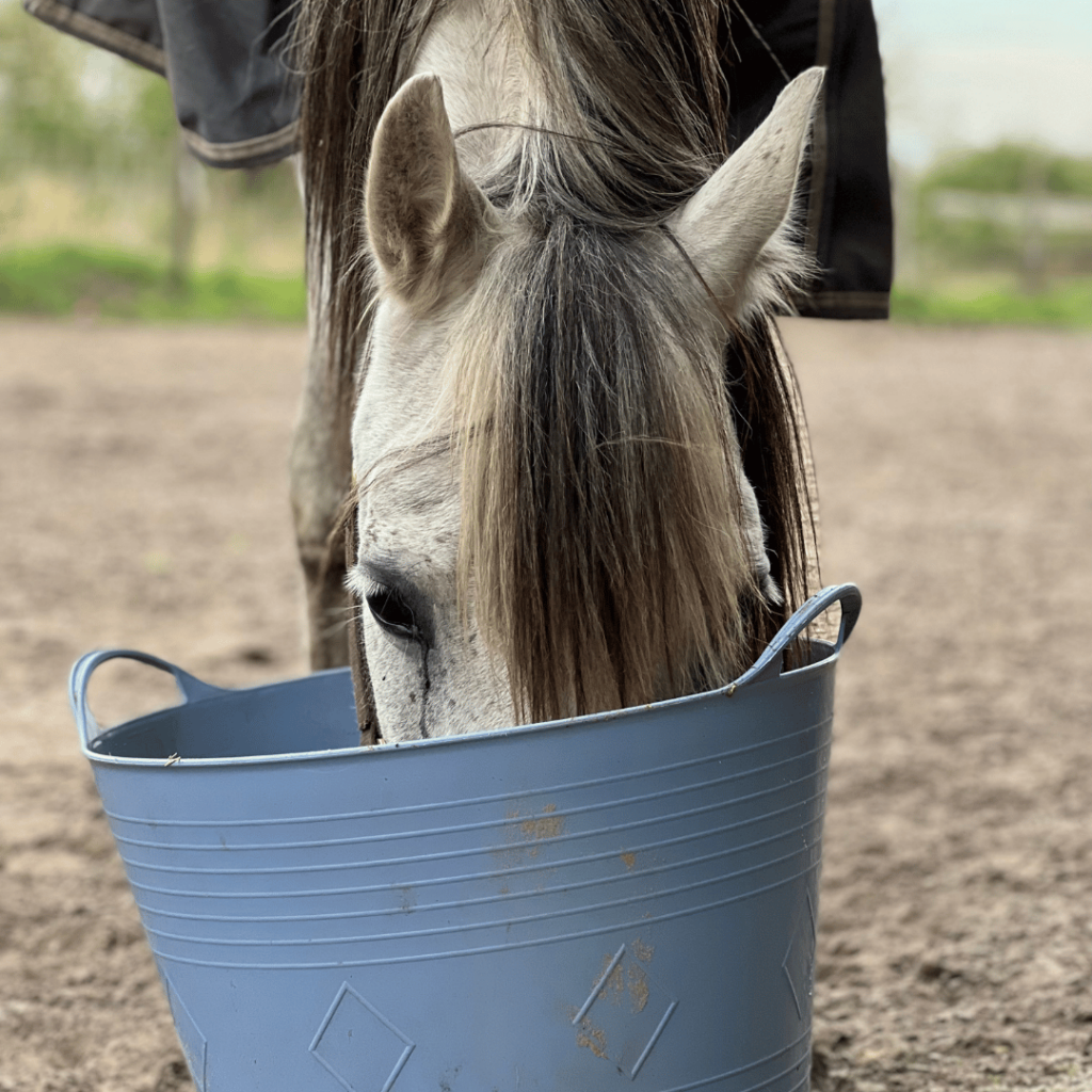 Voedingsadvies voor paarden