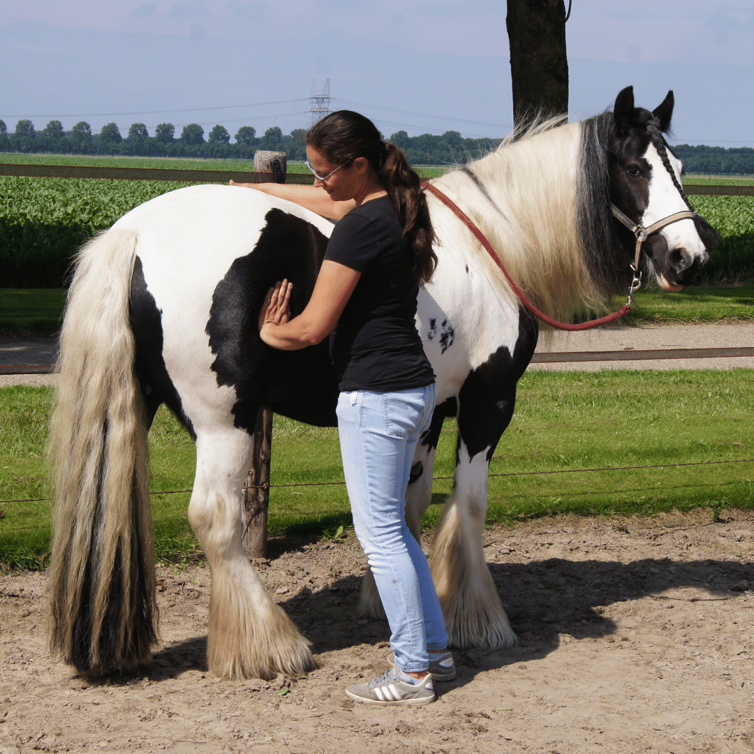 Lymfedrainage bij paarden